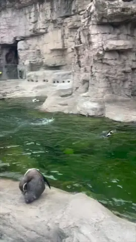 Zoomies at the Zoo 🐧💨 One of the Humboldt penguins enjoyed a few quick laps in the outside habitat at Penguin & Puffin Coast #stlzoo #zooanimals #animals #zoo #penguins #humboldtpenguins #zoomies