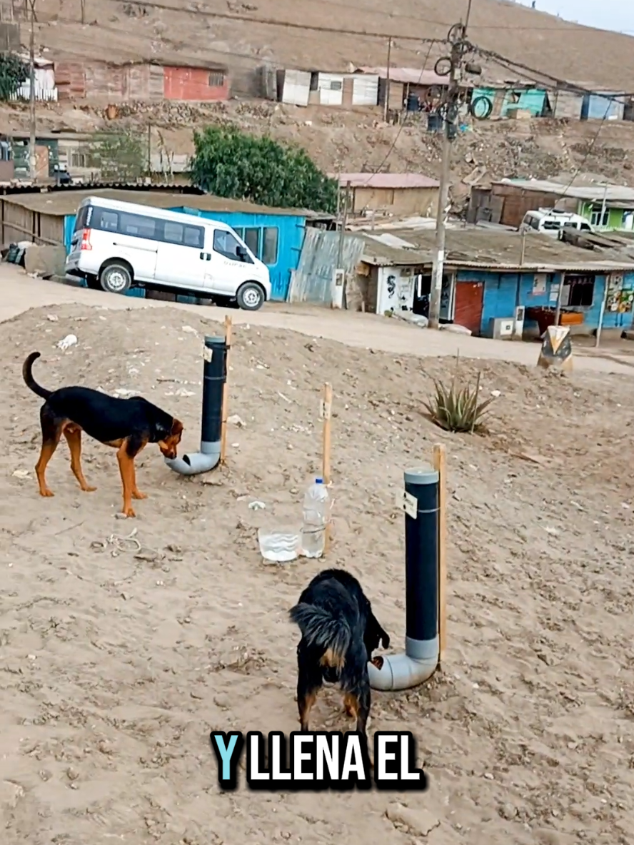 Nuestra labor sigue firme, alimentando a los animalitos cada semana. Creemos que cada pequeño gesto cuenta, ¡Sigamos pintando el mundo de colores! ✨ Gracias al club de Ha*Ash Perú por los donativos de comida❤️ #animales #perro #adopcionresponsable #veterinaria #ayudasocial #coloresdeesperanza 