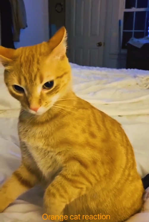 Orange cat reaction#funny #funnyanimals #funnyvideos #cuteanimals #pet #cat #fyp 