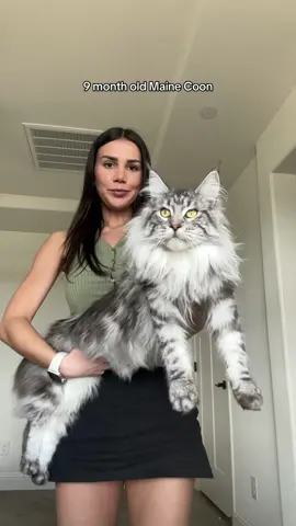 Yes I’m obsessed with her #mainecoon #mainecooncat #catsoftiktok #kitten #mainecoonkitten #bigcat #tabbycat #foryou #fyp 