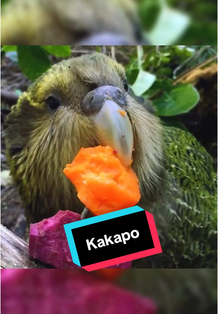 Der Kakapo hat nicht nur einen außergewöhnlichen Namen, sondern auch erstaunliche Fähigkeiten. 🦜 #kakapo #papagei #vogel #grün #fyp 