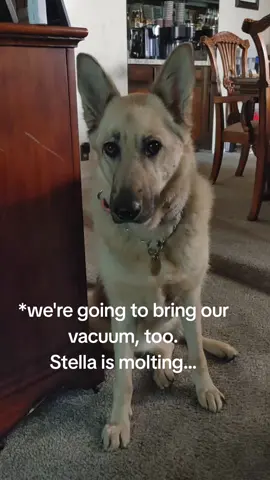 Grandma is 91 and Stella knows how to be a very gentle, easy girl.  #dogsoftiktok #germanshepherds #germanshepherdsoftiktok #bigdogs #shepherds #malinois #dogs #funnydogs #sillydogs #cutedogs #playfuldogs #abuseddogs #abusednotbroken #rescueddogs #rescueddogs #shelterdogs #fosterdogs #fosterfaildogs #savedogs #adoptdontbuy #reactivedogs #DogTraining #dogtricks #supportdogs #emotionalsupportdogs #genx #genxmom #genxgranny #genxdogmom #aff #affarmy #afffamily #fyp #fypdogs #fypanimals #animals #stemgirls #mathgirl #physics #quantumphysics #derivatives #quadraticequations #stephenking #stephenkingfan #stephenkingbooks #faithinhumanityrestored #cleanhumor #funny #chronicmyloidleukemia #leukemiapatient #chemo #tasigna #cancersucks #cancerpatient #jc #cancersurvivor #leukemiasurvivorsofar #watchdogs #protectiondogsoftiktok  #lapdogs #bigdogbigbite #badassdogs