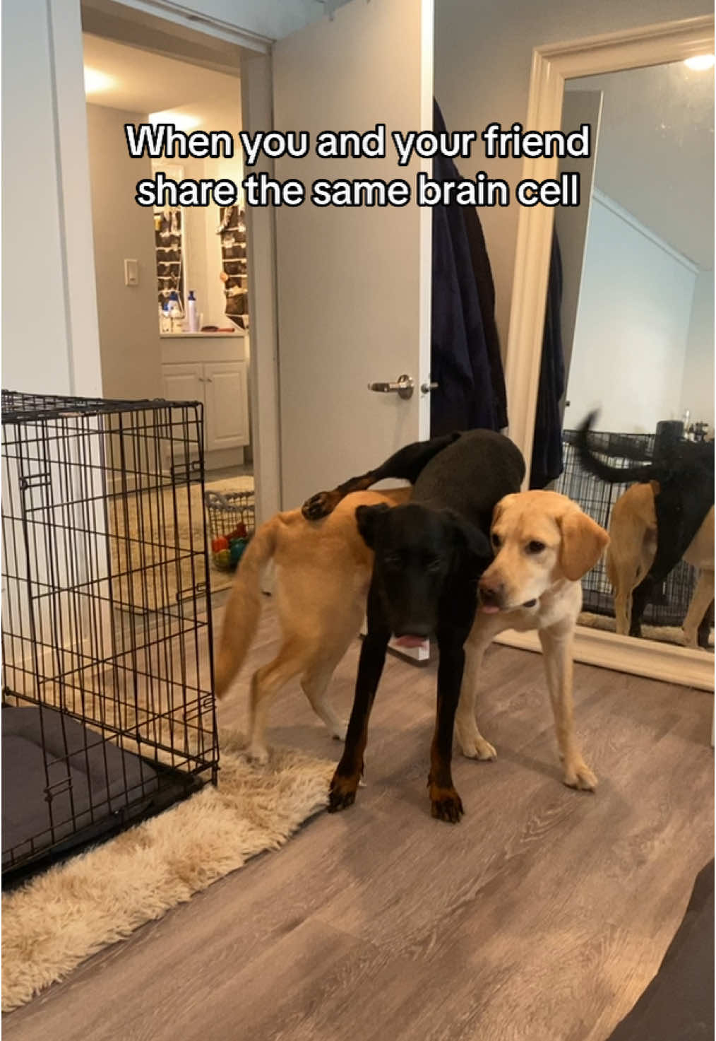 Believe it or not they walked around like this for 5 minutes #onebraincell #funnydogvideos #goldador #doberman #funnydogsoftiktok 