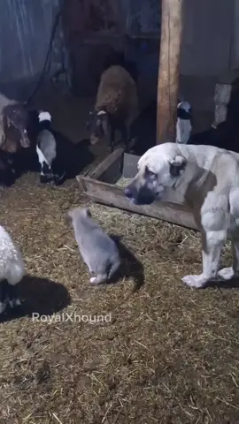 Cr? #bloodxhound #fyp #foryou #dog #respect #badass #kangal #protection 