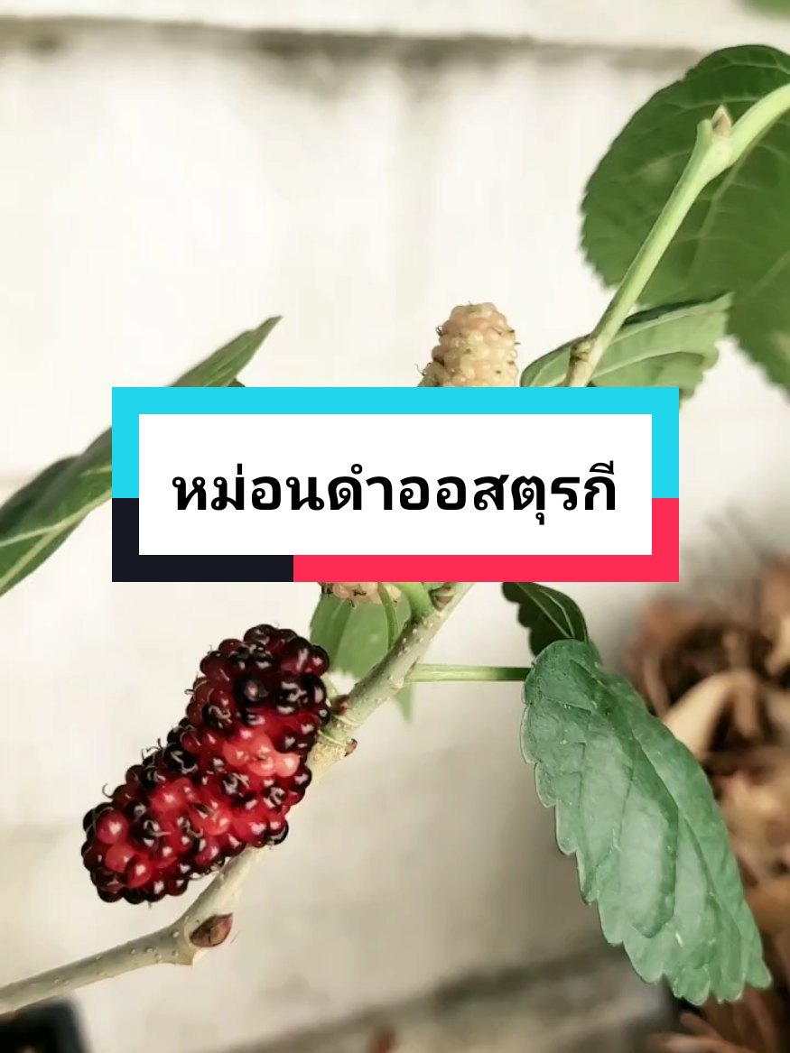 หม่อนดำออสตุรกี มัลเบอร์รี่สายพันธุ์ต่างประเทศ #หม่อน #ต้นมัลเบอรรี่ดําออสตุรกี 