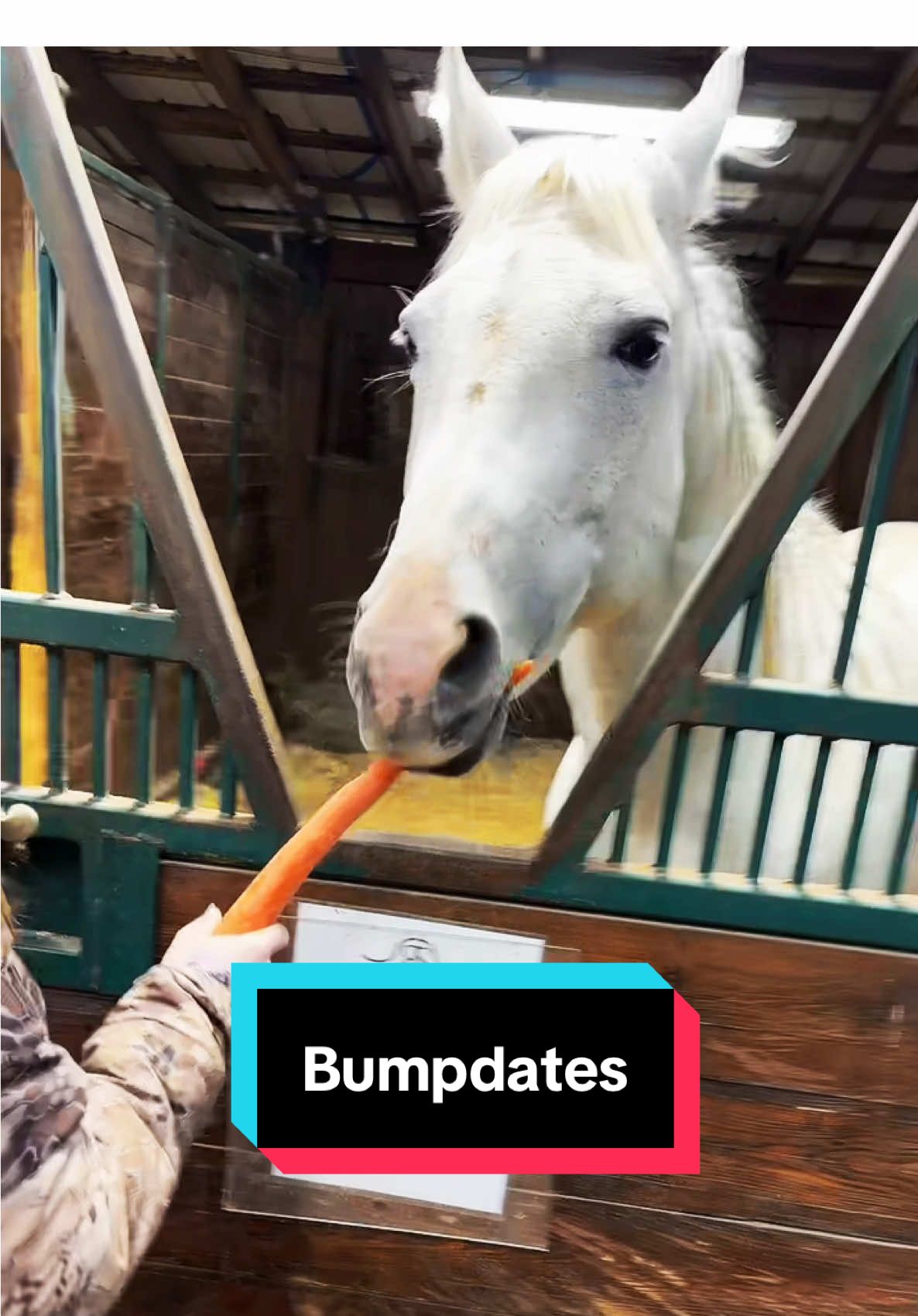 Broodmare Bump-date (Feb 18)🐴 #broodmare #foalwatch #foalingseason 