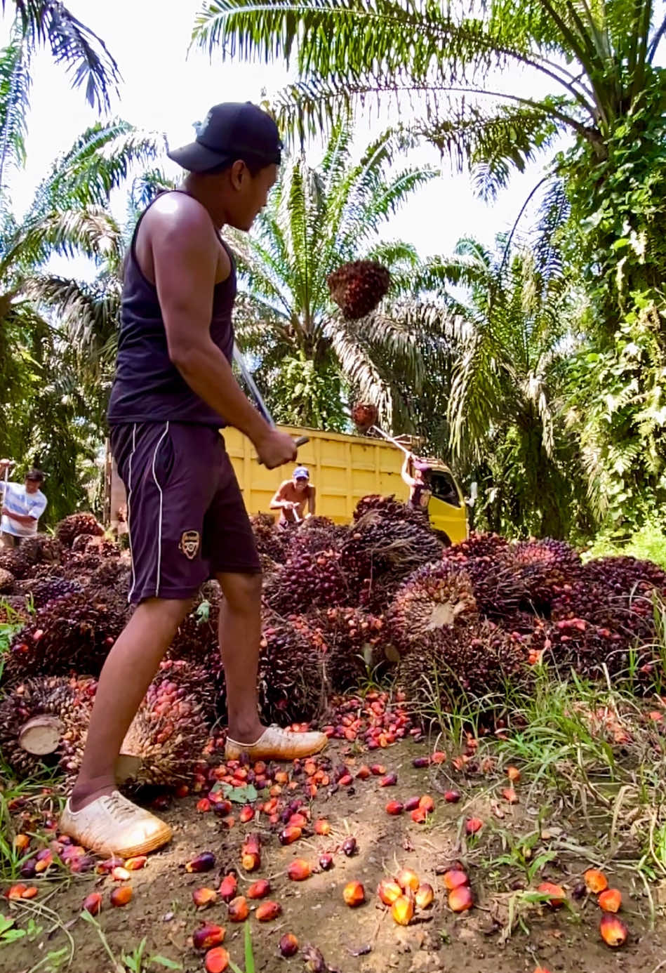 Belajar melempar sawit ke truk 🙏  #viralvideo #fyp #mrpien 