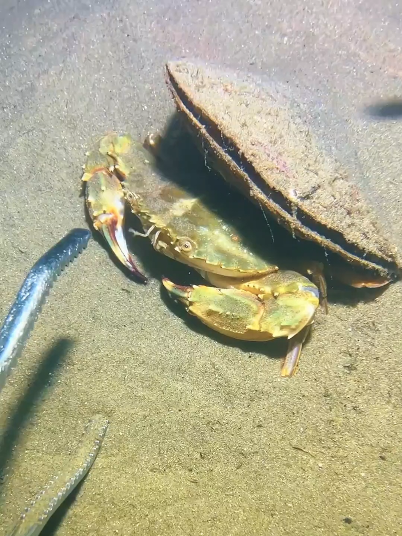 I caught a big crab and a laughing manta ray while diving on the seabed. It was so funny. #diving #crab #catchthesea #seafood #seaside #fish