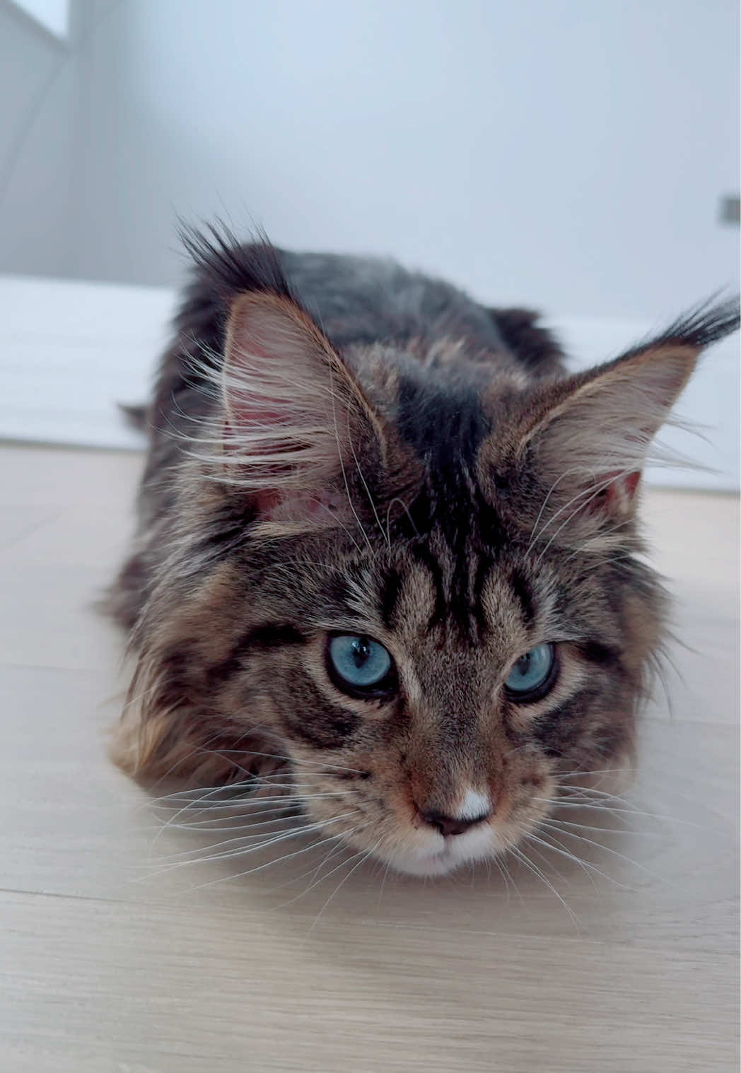 So handsome #MaineCoon #CatsofTikTok #BigCatEnergy #FluffyAndFamous #CatTok #CaturdayVibes #KittyAdventures #CatsOfTheWorld #FelineFun #MaineCoonLife #TravelingKitty #FluffyFurBaby #CuteCatAlert #MeowVibes #CatsofTikTokUSA #PurrfectMoment #MainCoonMoments #CatTravelGoals #FluffyFeline #CatContentCreator #nyc #newyork 