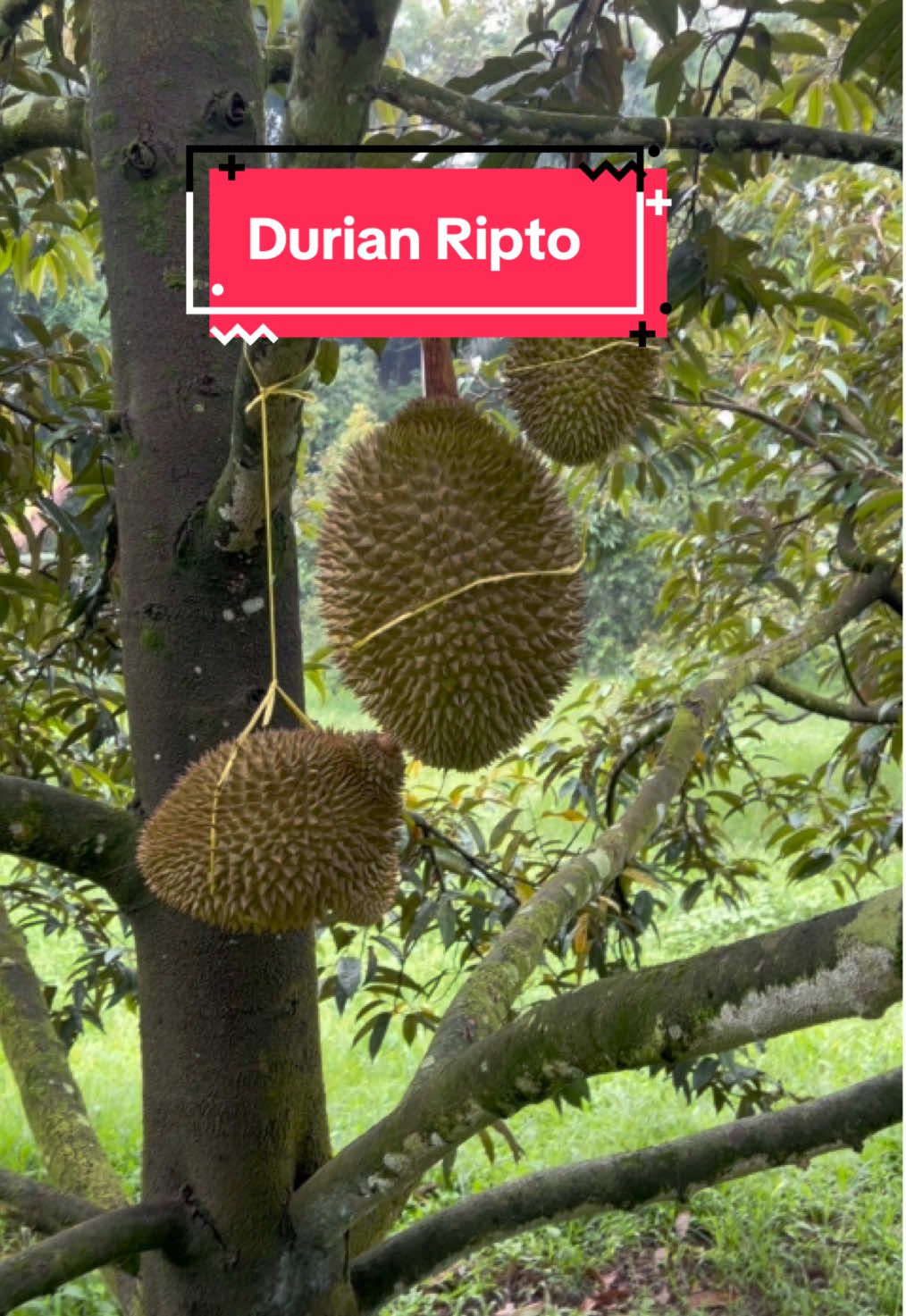 Durian ripto lagi.  Rasa dan tekstur sudah mantul 👍 #kebundurian #durianlover #durian 