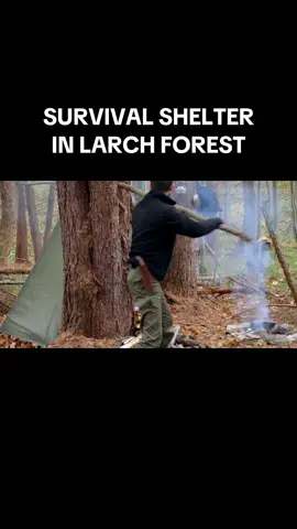 SURVIVAL SHELTER IN LARCH FOREST - CAMPFIRE COOKING  #survivalskills #foryou #fyp #trending #camping #survival #campfire #cooking 