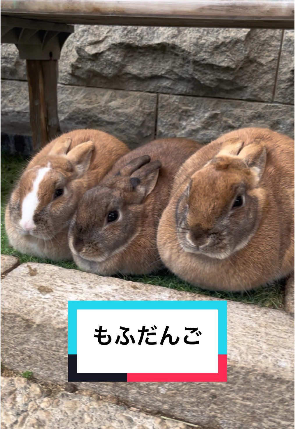 真ん中羨ましい〜🥹✨️#月うさぎの里 #うさぎ #rabbit #bunny #石川県 #trip #fyp 