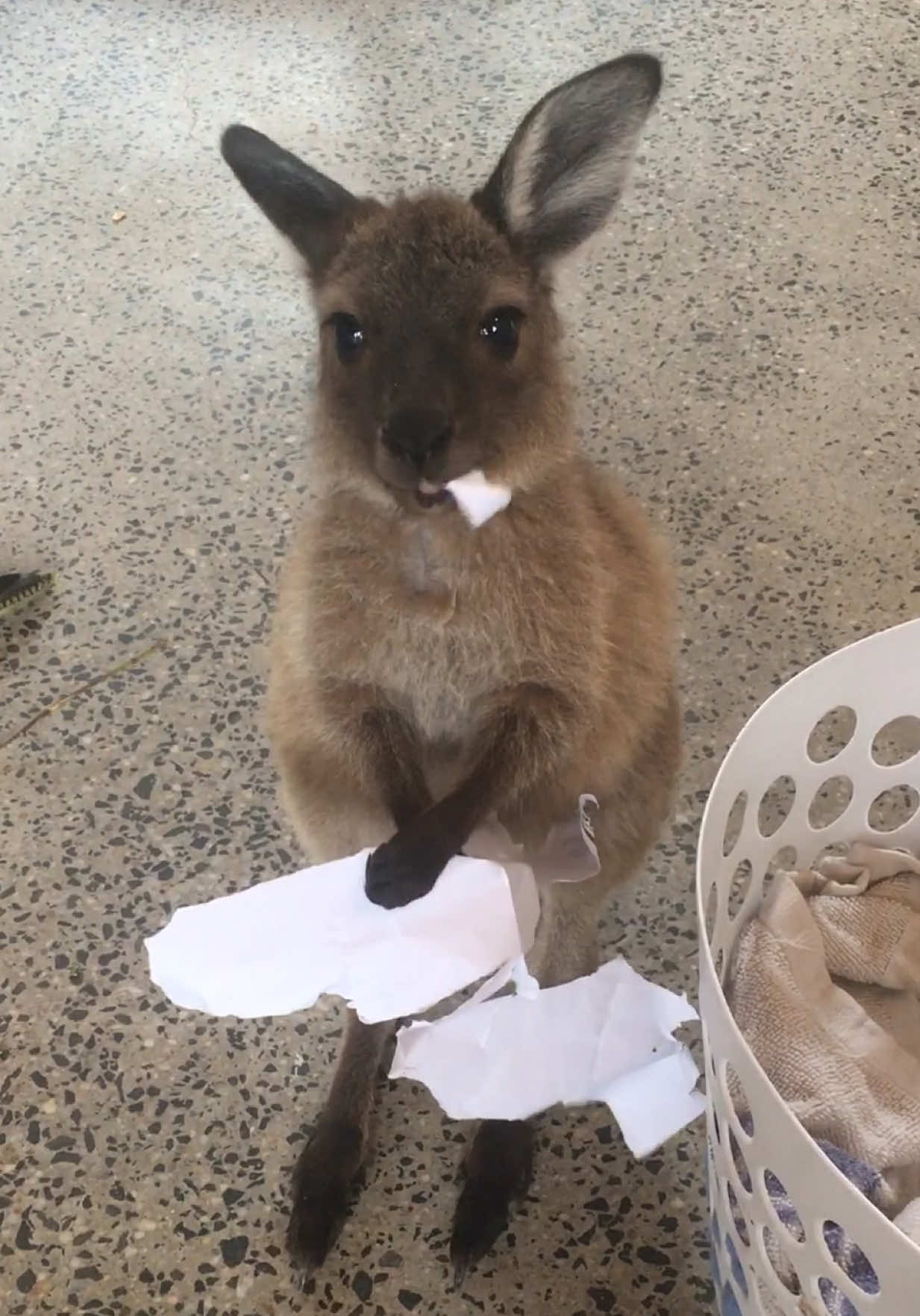 Sorry teacher… Kangaroo ate my homework 🙂‍↕️ #kangaroojoey #dogatemyhomework #australiananimals#zoo #funnyanimals