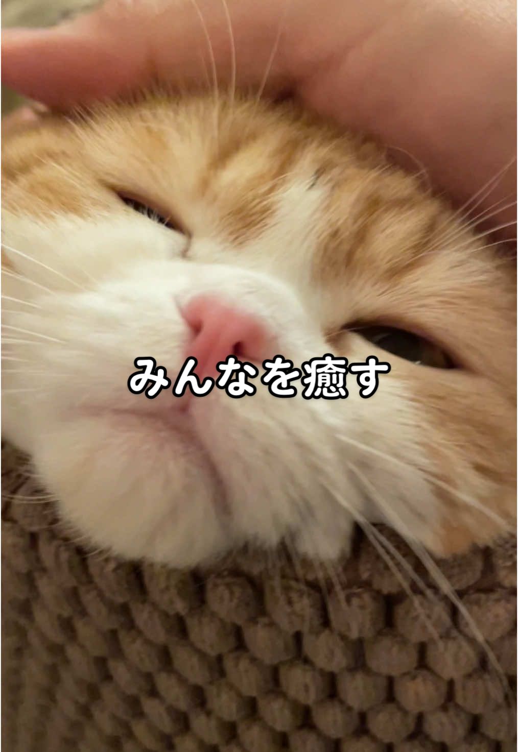 みんなを癒すにゃ。いつもお疲れ様だにゃ #cat #cats #スコティッシュフォールド #猫 #猫のいる暮らし 