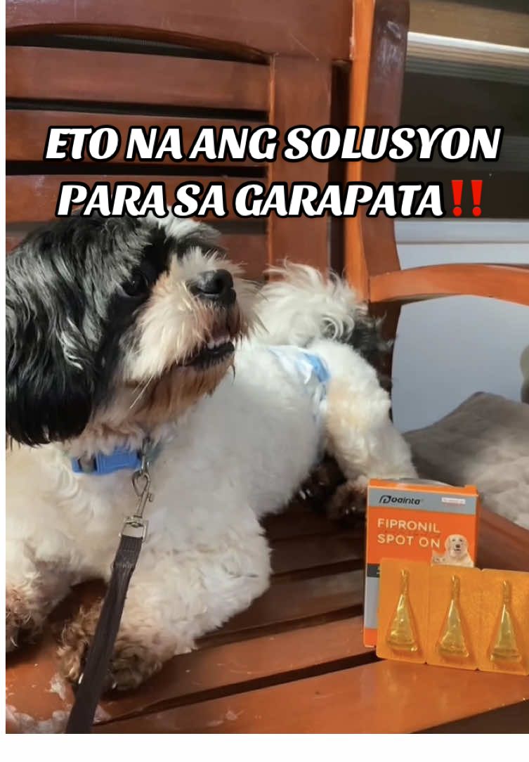 Remedy to wipe out your pet’s tick and flea?Try this product now!😊#Puaintastore #puainta #puaintafipronilspotonsolution #remedy #tickandflea #fyp #furparents #petlover #pet #loveyourpet #tiktok #trending #foryou #budolfinds #recommendations #fypage #TikTokShop #tiktokaffiliate #creatorsearchinsights 