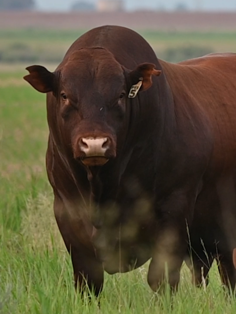 #Bonsmara bull for Mielieboere Bonsmaras | Pietleria PER22-058.