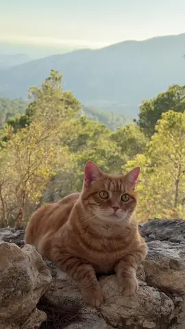 My forest adventures 🌳 #cat #forestwalk #cutecat 
