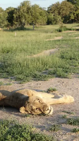 Even in her lazy state, this lioness makes sure her pride hears her call. 🦁🐾 #wildanimals #southafrica #asmr #wilderness #safari #africa #nature #wild #catsoftiktok #lion #animalsounds #lionroar