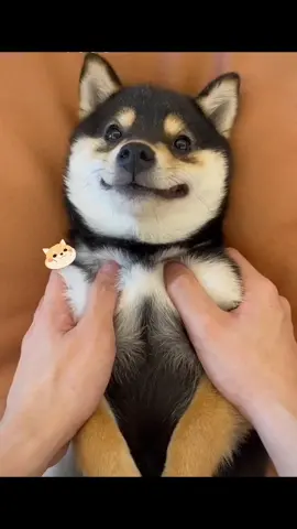 狗狗沉浸式护理#狗狗护理#柴犬#沉浸式