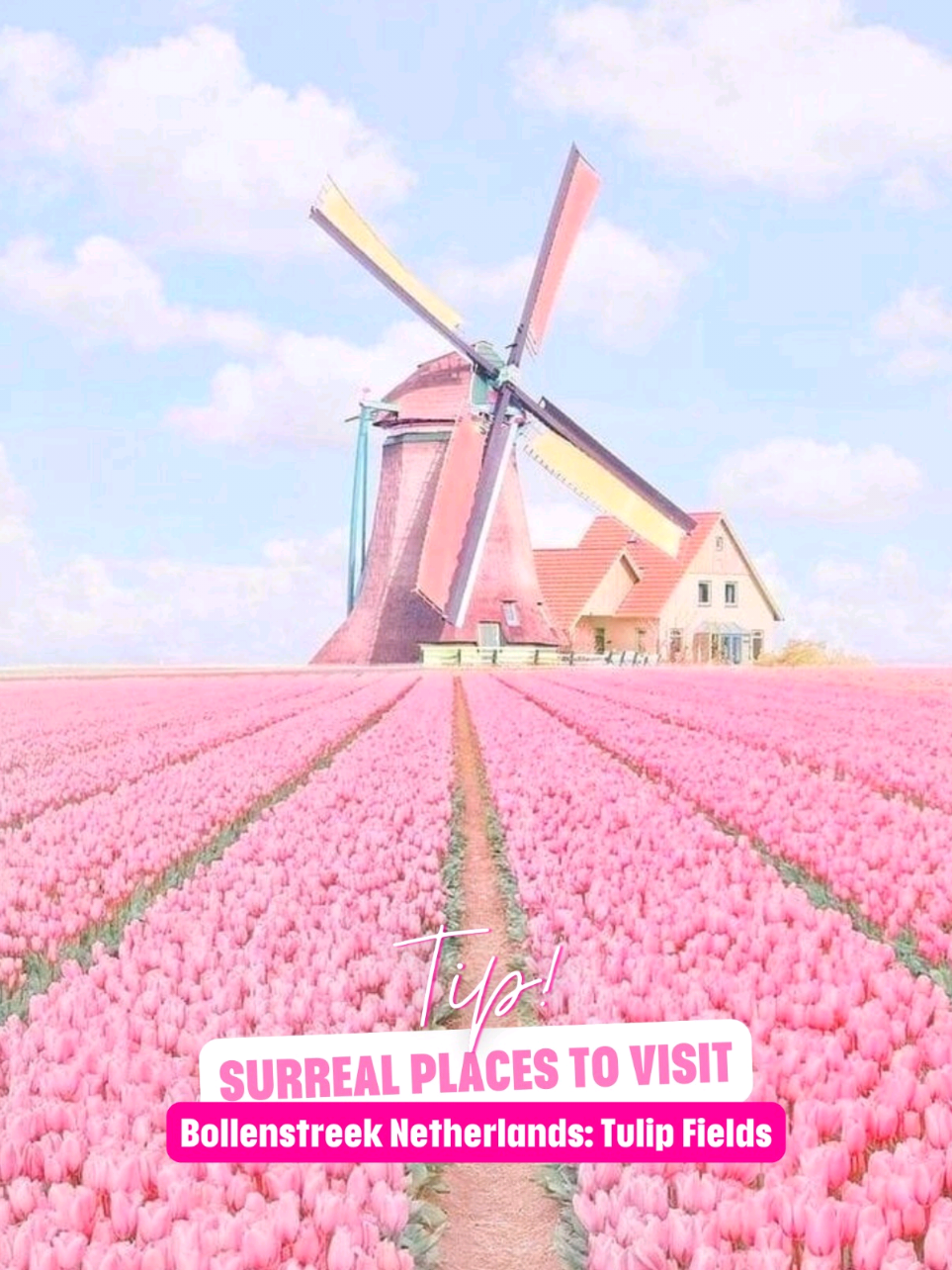 Surreal Places To Visit in Europe! Can you believe it? In a month, this will be reality in the #netherlands🇳🇱 ✨🌸! Cant wait to go pink #tulipseason hunting.  #pinkflowers #surreal #unrealplaces  #pinkadventure #barbiecore #placesonearththatdontfeelreal #keukenhof #bollenstreek #tulips #traveltok #pinkplaces #pinkthings #jojosbizarreadventure #pinklife #pinkplacestovisit 