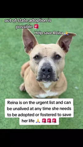 Please apply @Rescue Dog Army  application in Bio.  Reina is extremely urgent can be unalived at any time at harris County Pet's shelter in Houston texas.  Name Reina. ID #A631302 . 4B18.  Volunteers Notes 📝  No momma left behind.  co kenneled.  calm in her kennel.  easy to leash.  wasn't reactive walking past kennels.  has a mellow and loving personality.  knows how to walk well on a leash.  knows how to take treats nicely.  seems like a low maintenance type of girl.  low energy level.  loves receiving affecton from her human.  great apartment pup candidate.  isn't rambunctious or jumpy.  she's treat motivated.  gives couch potato vibes.  wouldn't require much daily exercise or enrichment.  she's a calm, quiet, and gentle girl.  IF YOU CAN FOSTER OR ADOPT PLEASE APPLY @RESCUE DOG ARMY APPLICATION IN BIO ASAP 🚨.  OUT OF STATE ADOPTION IS POSSIBLE.  PLEASE MESSAGE ME IF YOU HAVE ANY QUESTIONS.  ADDRESS  HARRIS COUNTY PET'S SHELTER. 612 CANINO RD IN HOUSTON TEXAS.  #adopt #foster #rescue #resuedogarmy #harriscountypets #savealife #euthlist #FYP 