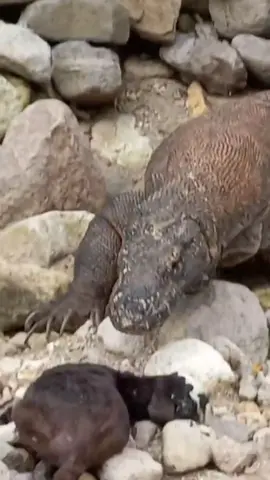 #komododragon #animals #wildanimals #animalworld #thegioidongvat 