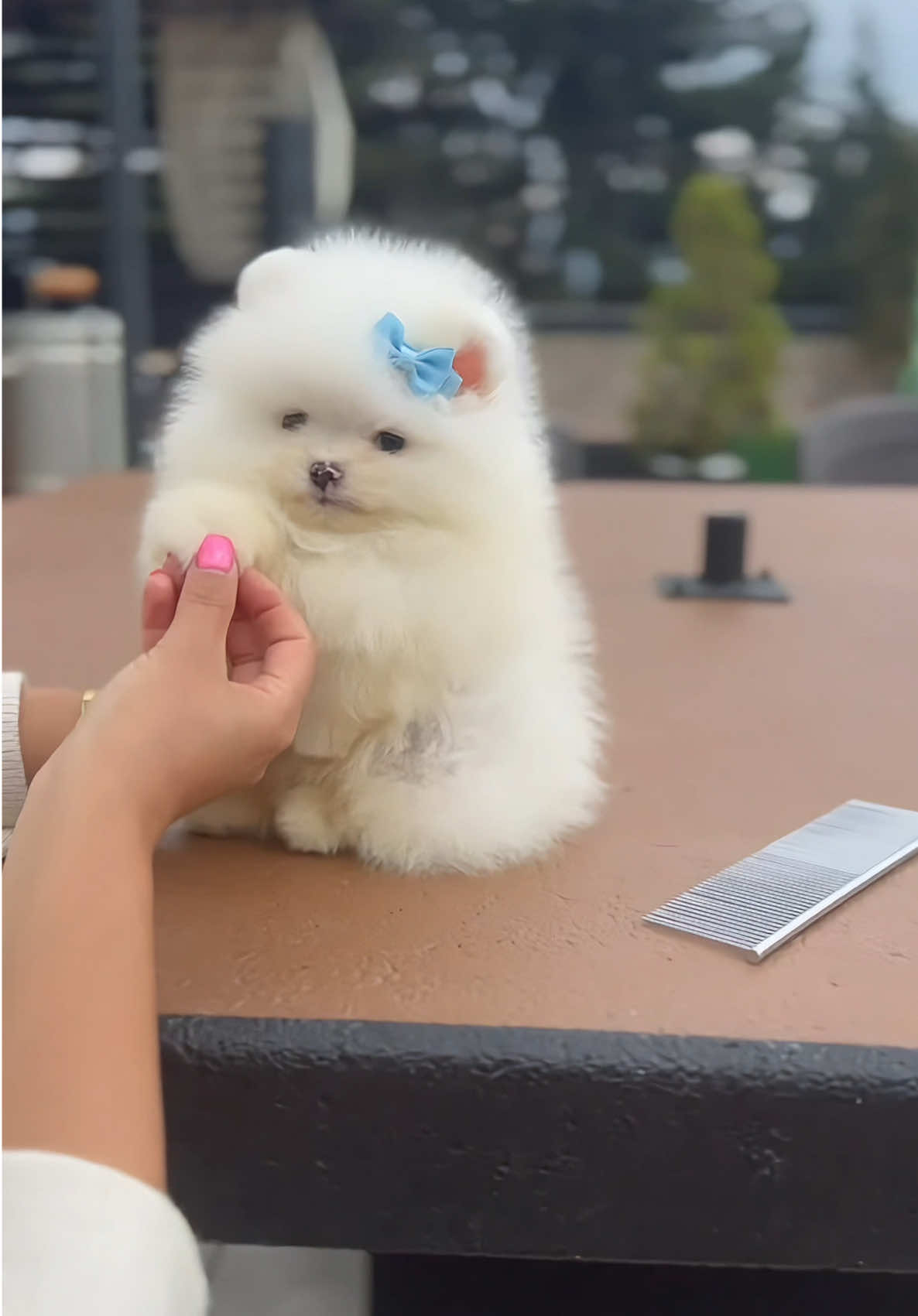 Advertencia: este video puede causar un exceso de amor y ganas de llevarte este pompón a casa. 😍🤍 #mascotas #mascotasfelices #pomeranianpuppy #pomeranians #pets #puppylove 