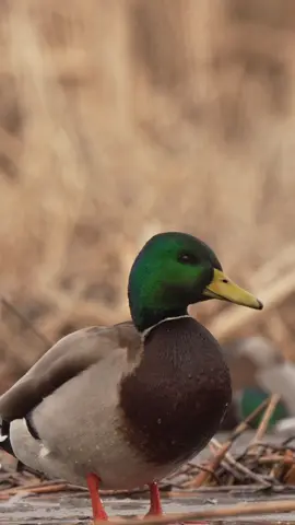 Gorgeous late season mallard drake !!  - - #mallard #duck #waterfowl #wildfowl #wildlife #ducks #mallards #waterfowlphotography #wildlifephotography @Presley’s Outdoors🦌🦆 @Ira's Salsa @AF Waterfowl @Ducks Unlimited 