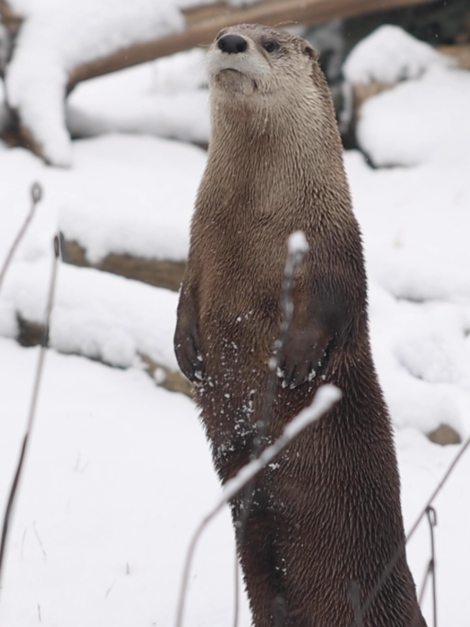 This snow day is brought to you by otters sledding on their bellies and a red panda enjoying a red delicious. #fyp #otters #snow #snowanimals #zoo #fypシ゚viral #funnyanimals #fypシ