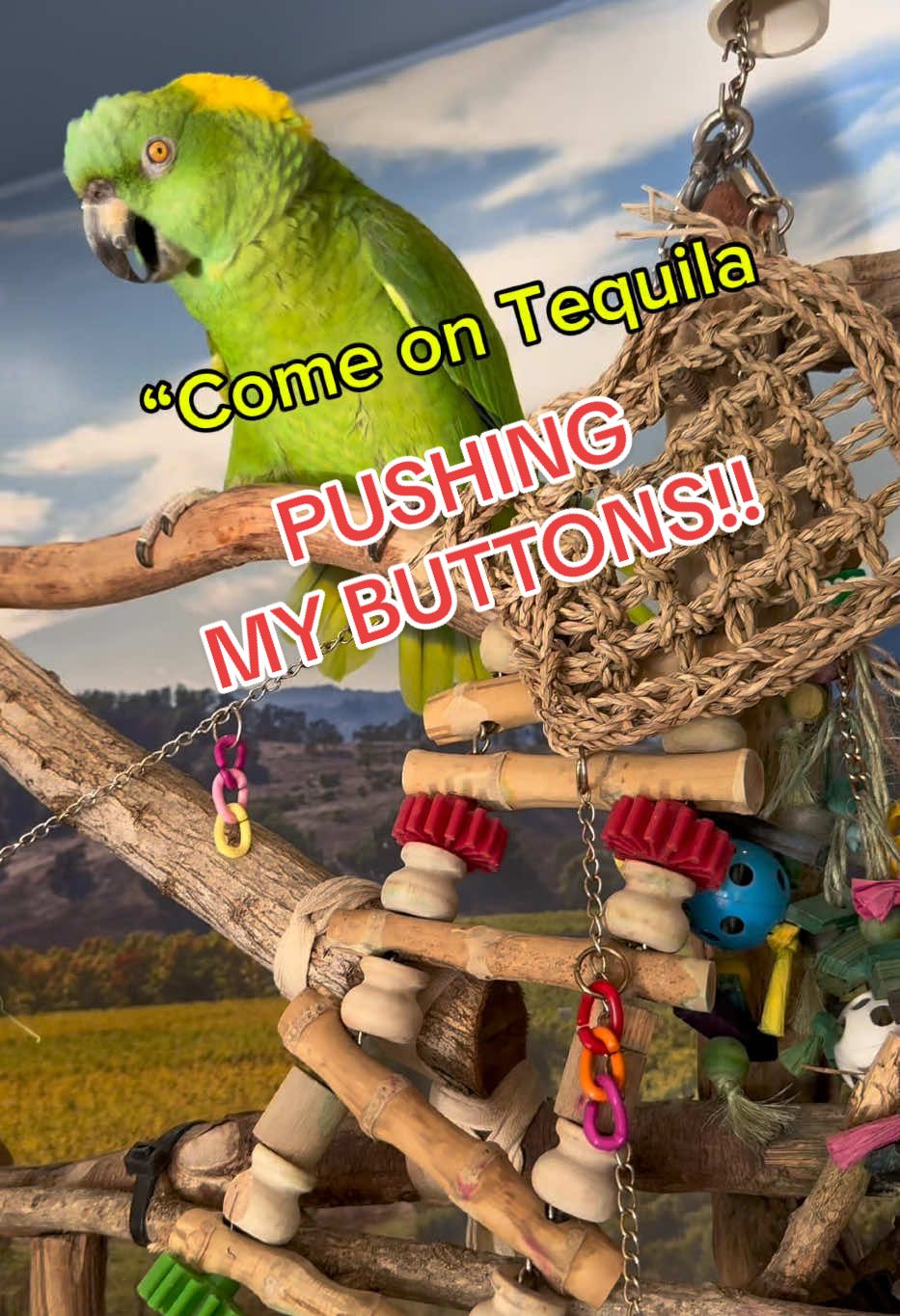 I may have to start day drinking- #tequila #tequilabird #crazybird #troublemaker #funnyparrot #birdsoftiktok #yellownapedamazon #funnyanimals #talkingparrot #birb #parrotsoftiktok #fy #birdlife #animalkingdom #funnybirds #birdlife #parrot #imtequilabird