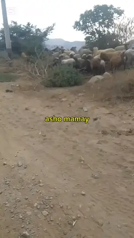 ISA choleta si llivo mes piquiños ovijas #paratiiiiiiiiiiiiiiiiiiiiiiiiiiiiiii #humorperuano😂😂😂 #jarjacha #fyp #viralll #freyooalalau #ovejas🐑🐏 