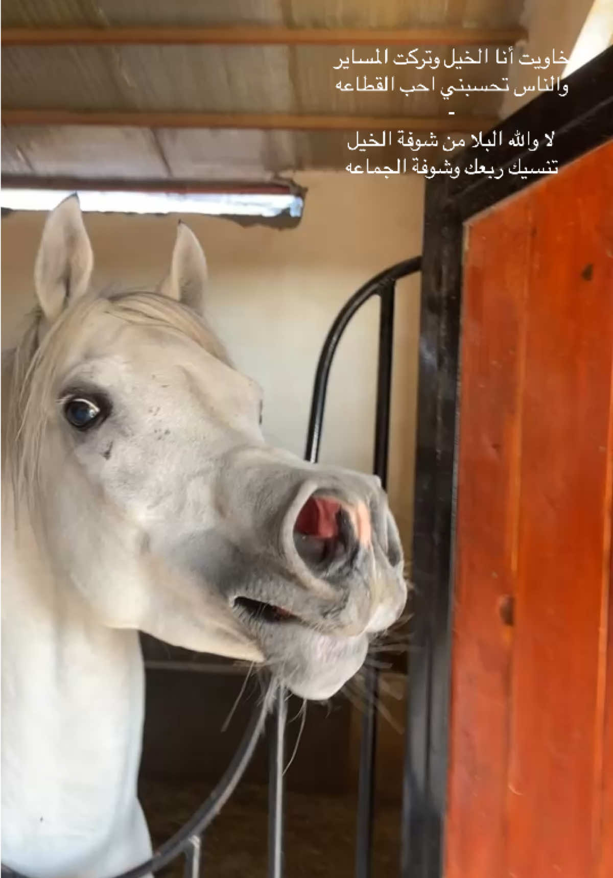 #الخيل #خيل_عربي_اصيل🐎🐎 #جمالك #اكسبلورexplore #اكسبلور @# اكسبلور # 