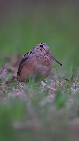#americanwoodcock #bird #birdtok #birdwatching #birdsounds 