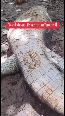 #crocodile #animals #จระเข้ #jackie1311 