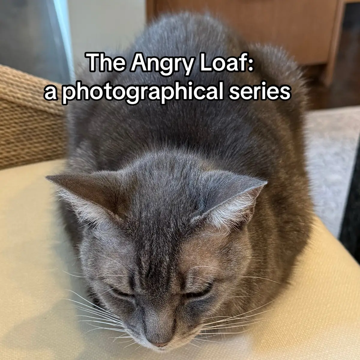 #catsoftiktok #cattok 