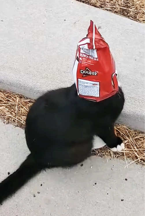 The cat is out of sight #funnyvideo #funnymoments #funnytiktok #funny #cat #foryou #catsoftiktok #funnycat 