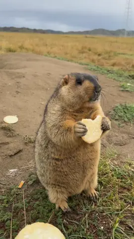Snack Time🍪 #marmot #marmotte #marmota #pet #pets #petstagram #petlovers 