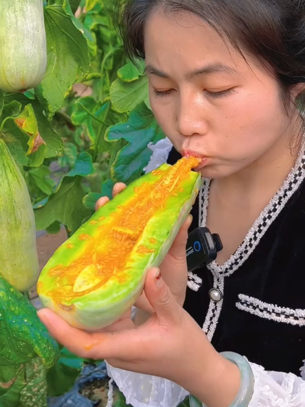 Cucumber 🥒 so fresh enjoy tastes at the farm #fresh #harvest #nature #cucumber 