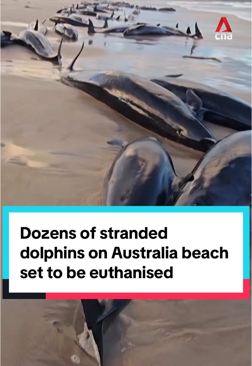 Rescue crews scrambled to save dozens of endangered dolphins that were stranded on a beach in Tasmania, Australia on Wednesday (Feb 19). Tasmania's environment department said they would start euthanising the animals for welfare reasons if the dolphins grew increasingly 