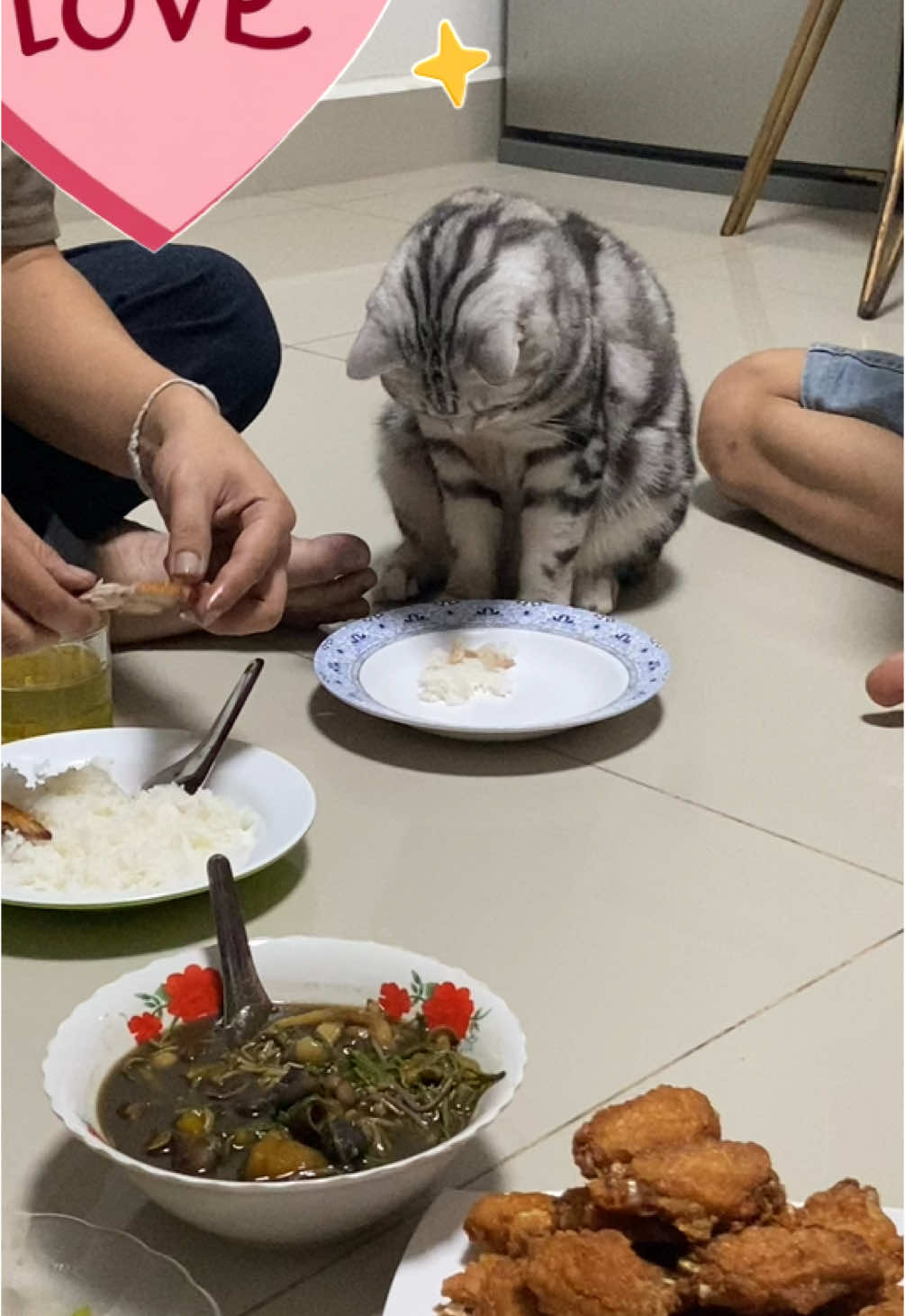 เราก็แค่อยากจะนั่งกินข้าวเหมือนนุดอ่า🤣#แมวน่ารัก #แมวอ้วน 