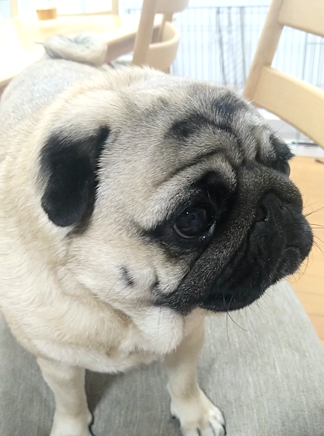 何かもらえるかと思ったけど 何ももらえなかった😆 #パグ #pug