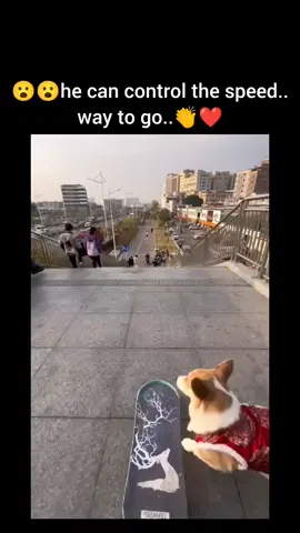 Amazing Dog with his skateboard 🛹  #trending #viral #dog #amazing #fyp #foryou 