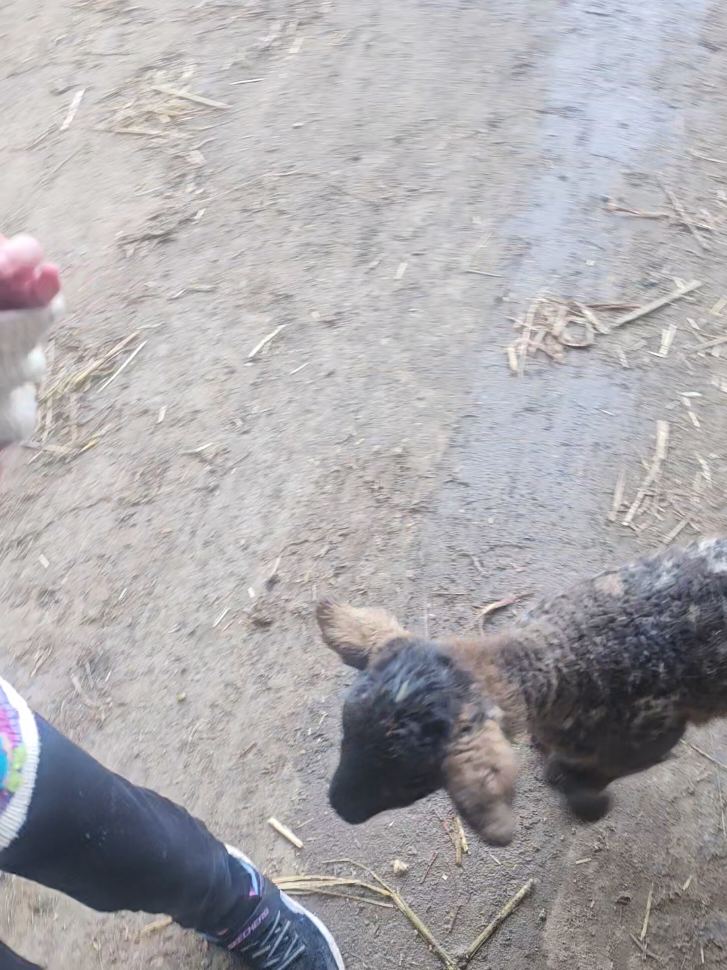 Fun day at the farm collecting more Focus Oil (until a little lamb jumped over the barrier giving Molly a heart attack 🤣🤣) and testing out our new product coming soon! #byrhonax #focusbyrhonax #focusoil #wellnessproducts #copingstrategies #parentinganxiety #mindfulness #farm #farmlife #sheep #cows #farmer #irishfarm 