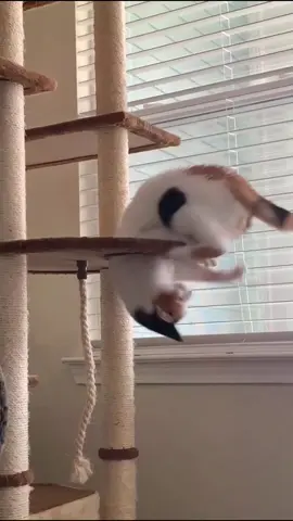 Cats don’t recognize their own tails #cat #cats #funny #funnyvideo #reaction #catfunny #catsoftiktok #cutecat #cattitude #cute 