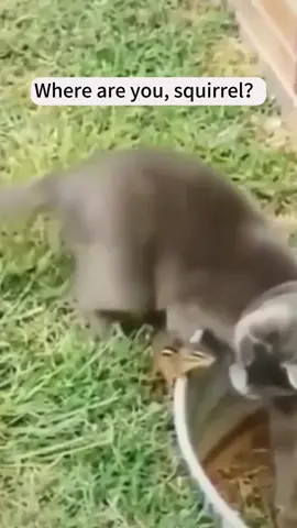 Cat+Squirrel =Best Story 🤣#cat #catsoftiktok #funny #funnyvideos #funnycat #squirrel 