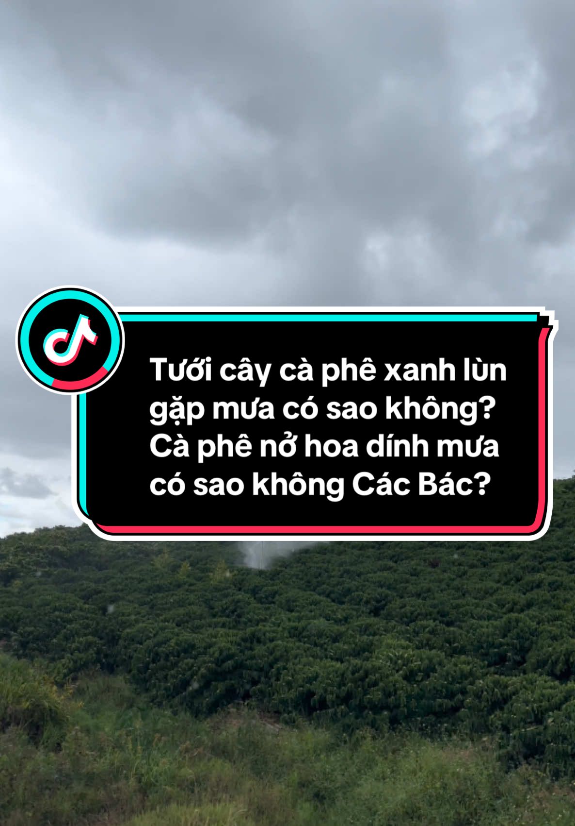 Tưới cây cà phê xanh lùn phát cuối.Hoài đức lâm hà lâm đồng mưa rồi. Hoa cà phê nở dính mưa có sao không Các Bác?? #xuhuong tưới cây cà phê xanh lùn gặp mưa có sao không? #tiktok cây cà phê xanh lùn gặp trời mưa. #nôngnghiệp #xuhuong #tiktok #càphê #nôngdân #làmvuon 