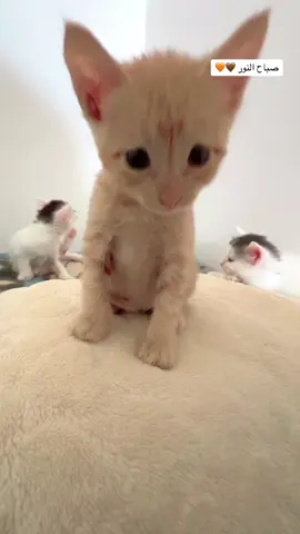 🤎🧡#foryoupage❤️❤️ #viral_video #explore 