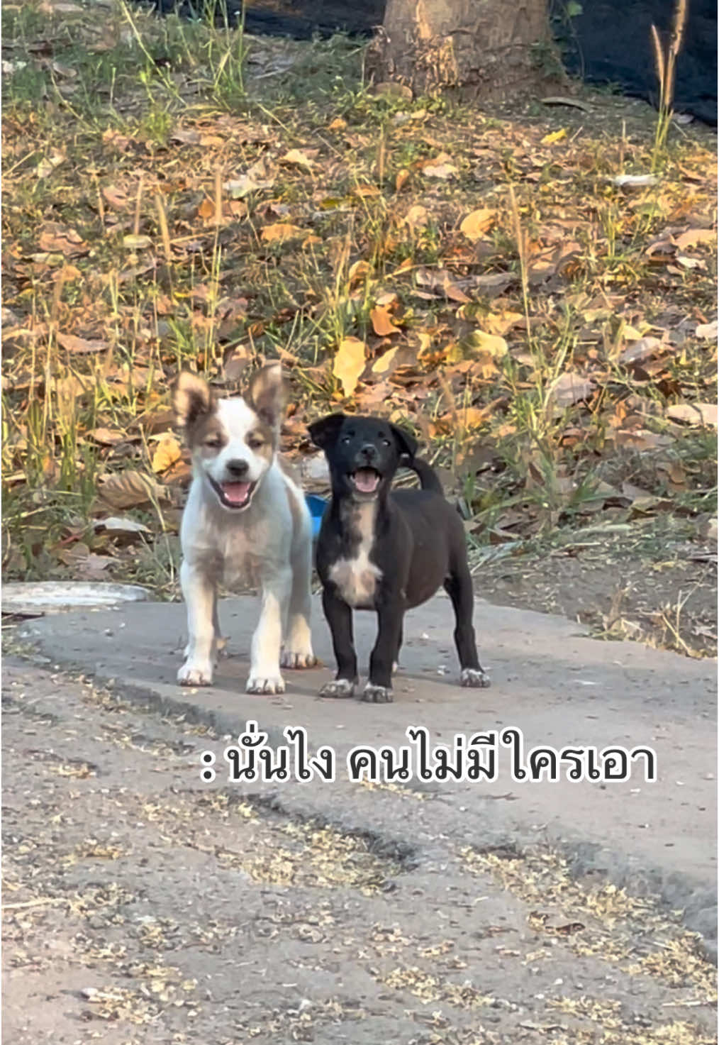 หมา 3 ตัวมองหน้ากัน #หมาจรก็มีหัวใจ #หมาจรทุกตัวอยากมีบ้าน 