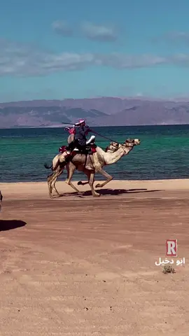#حساب_للهجن_ومستلزماتها #اكسسبلور #ركبات_هجن_ماشاءالله🤍🐪 