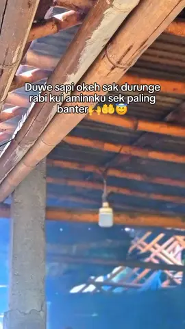 bismillah🤲😇 #juragansapi #juragansapi33 #juraganmuda #juraganmilenial #peternakgank #peternakmilenial #peternakmuda #blantiksapi #peternaksapiindonesia #bossapi #bismillahfyp #fyp #fypviralシ #xcyzbca #wonogiri24jam 